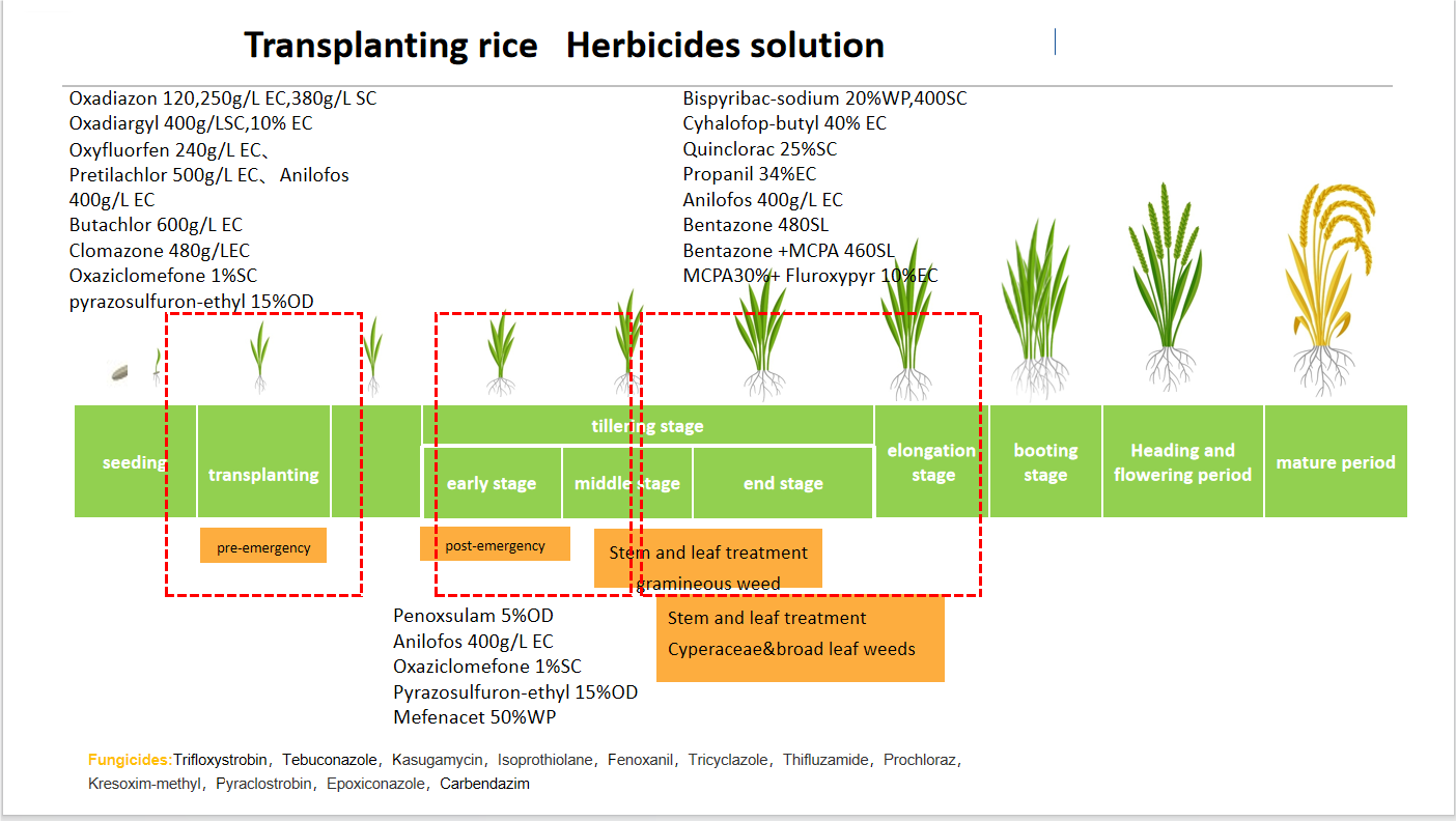 01 rice solution.png