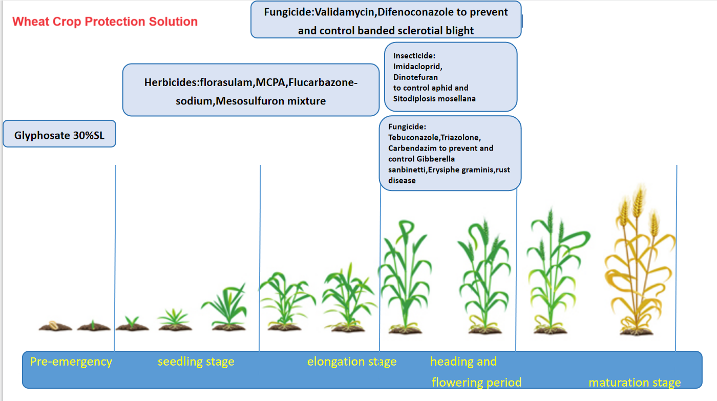 02 wheat solution(2).png