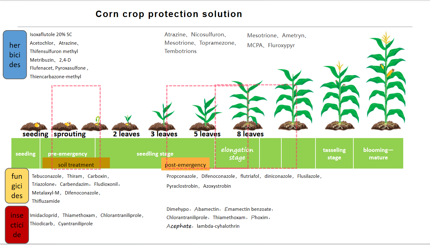 03 corn solution(2).png