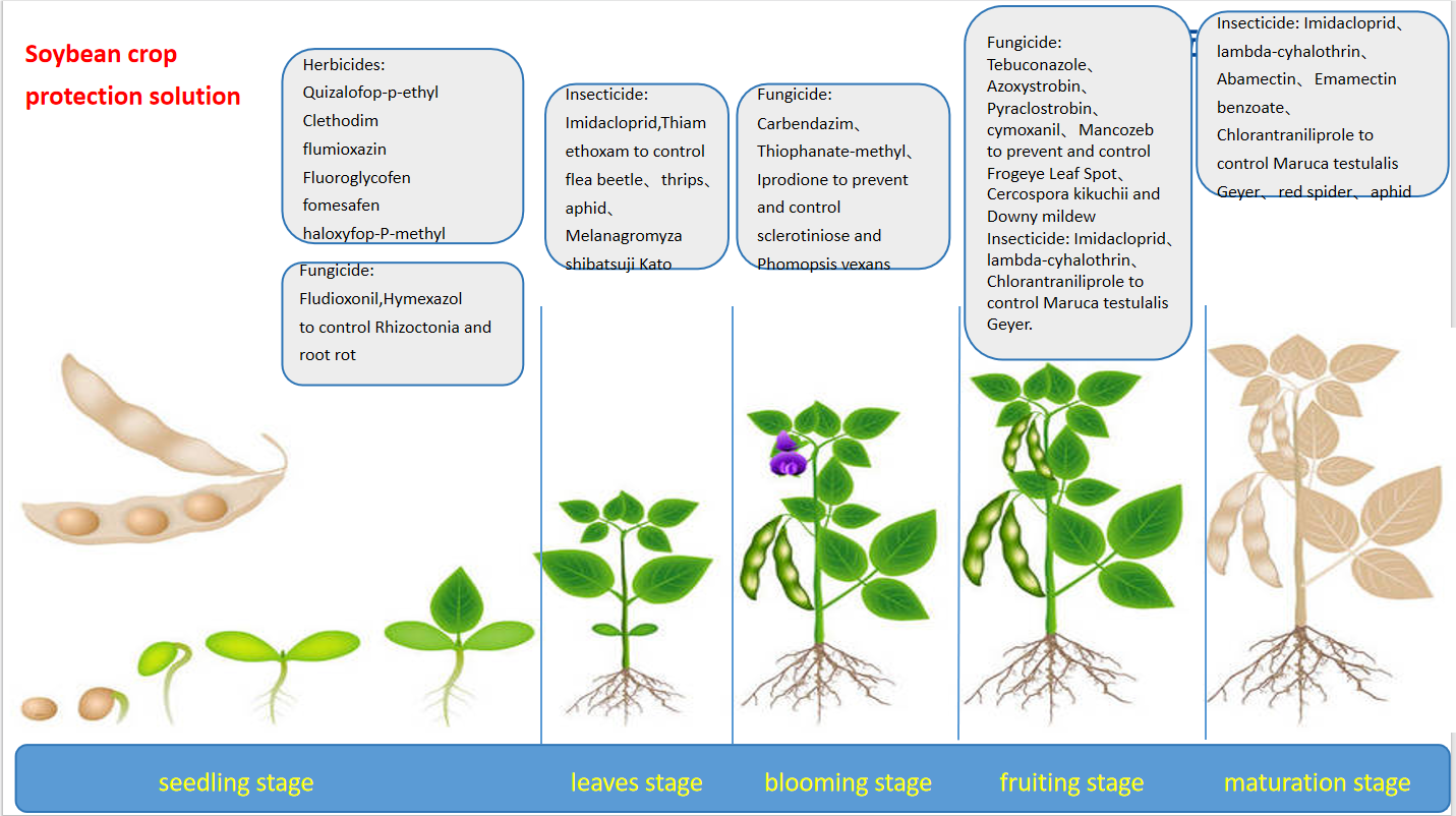 04 soybean solution(2).png